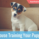 Illustration for article titled House Training Your Puppy – Dog Trainers in Spring Hillem/em